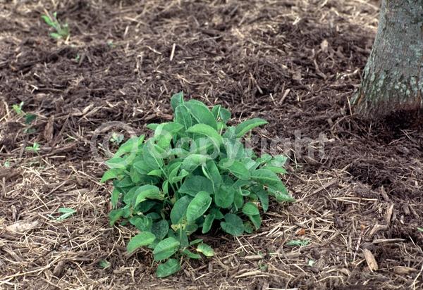 Purple blooms; White blooms; Deciduous; Broadleaf