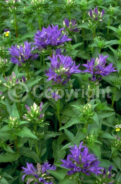 Purple blooms; White blooms; Deciduous; Broadleaf