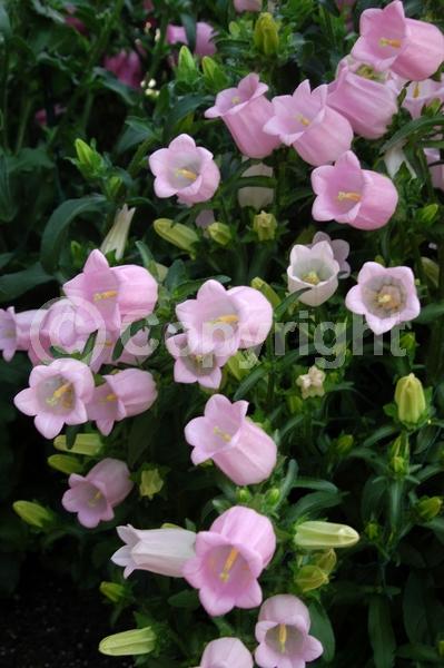 Blue blooms; Purple blooms; Pink blooms