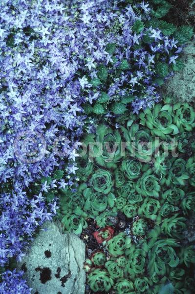 Blue blooms; Deciduous; Broadleaf