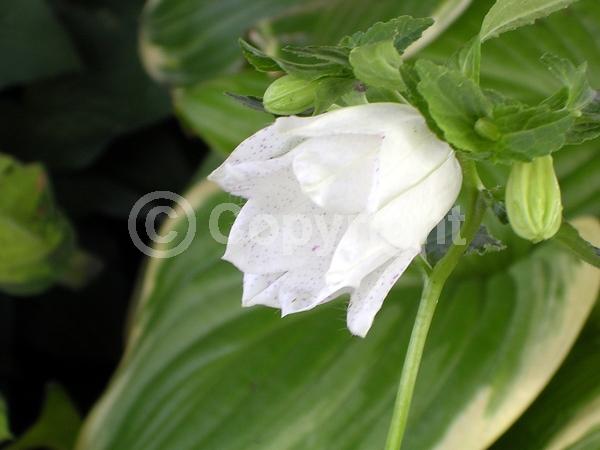 White blooms; Pink blooms