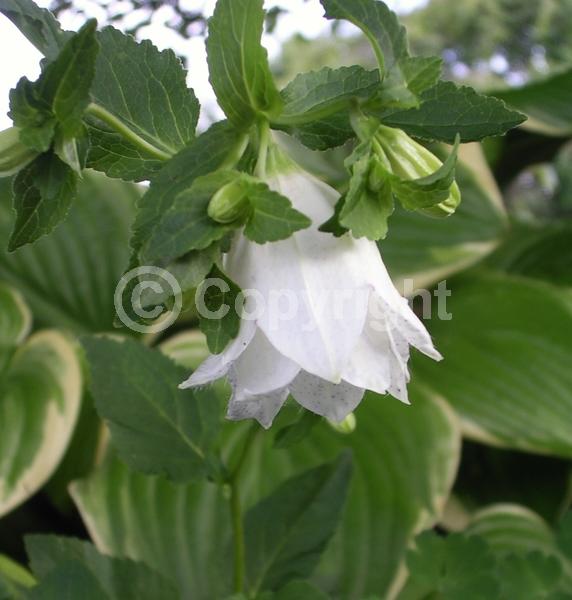 White blooms; Pink blooms