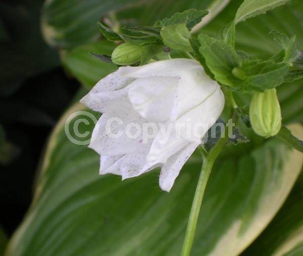 White blooms; Pink blooms