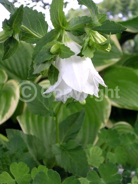 White blooms; Pink blooms