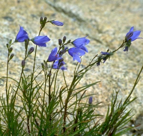 Blue blooms; White blooms; Deciduous; Broadleaf; North American Native