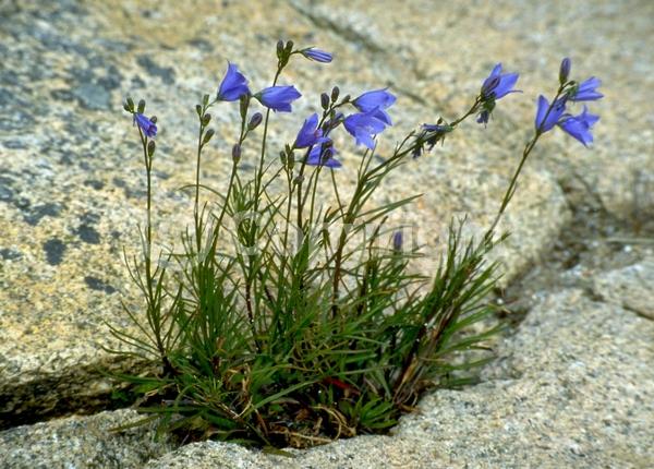 Blue blooms; White blooms; Deciduous; Broadleaf; North American Native