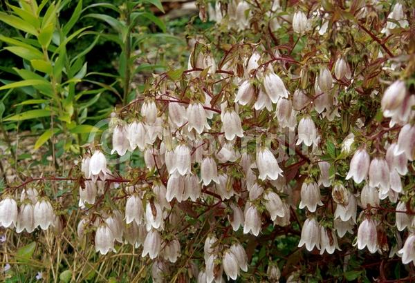 White blooms; Pink blooms; Lavender blooms