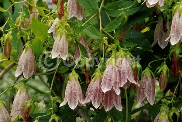 White blooms; Pink blooms; Lavender blooms
