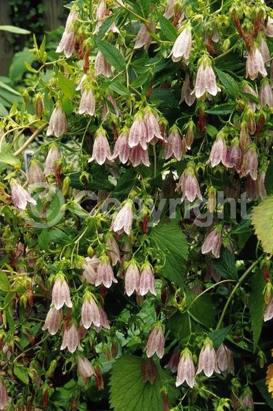 White blooms; Pink blooms; Lavender blooms