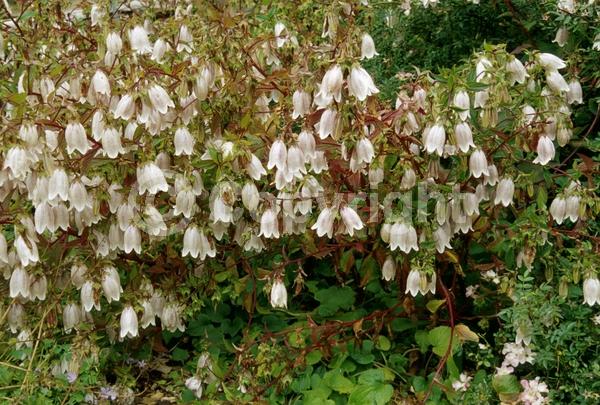 White blooms; Pink blooms; Lavender blooms