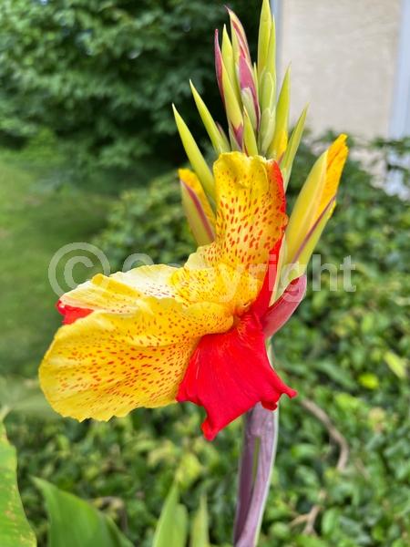Red blooms; Yellow blooms; Deciduous