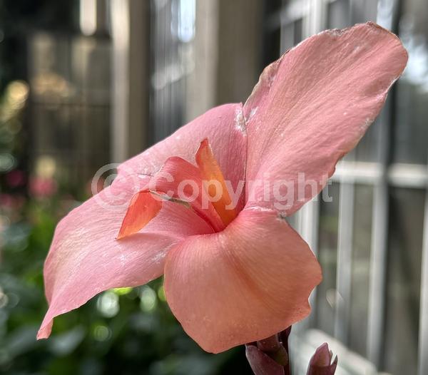 Red blooms; Orange blooms; Yellow blooms; White blooms; Pink blooms; Salmon blooms; Deciduous