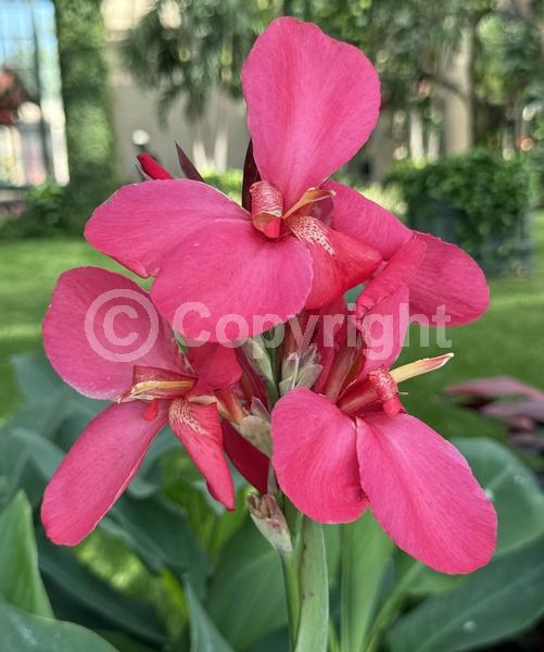 Red blooms; Orange blooms; Yellow blooms; White blooms; Pink blooms; Salmon blooms; Deciduous