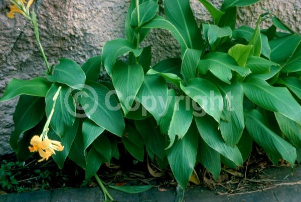 Yellow blooms; Deciduous; North American Native