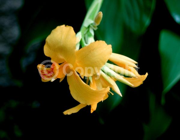 Yellow blooms; Deciduous; North American Native