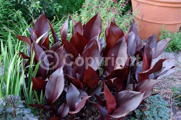 Red blooms; Deciduous