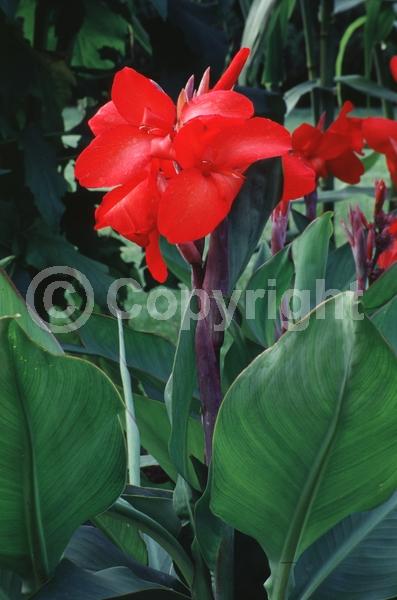 Red blooms; Deciduous