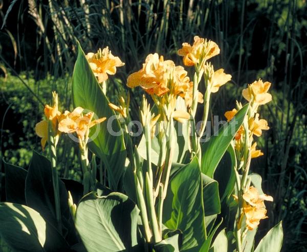 Red blooms; Yellow blooms; Deciduous