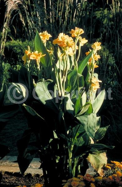 Red blooms; Yellow blooms; Deciduous