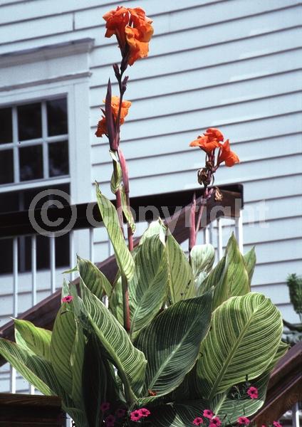Orange blooms; Deciduous