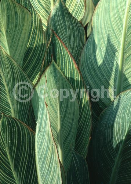 Orange blooms; Deciduous