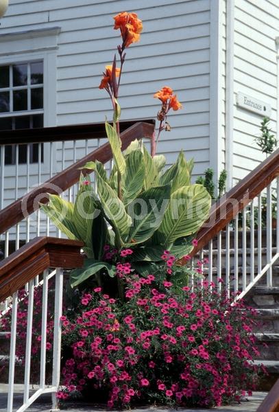 Orange blooms; Deciduous