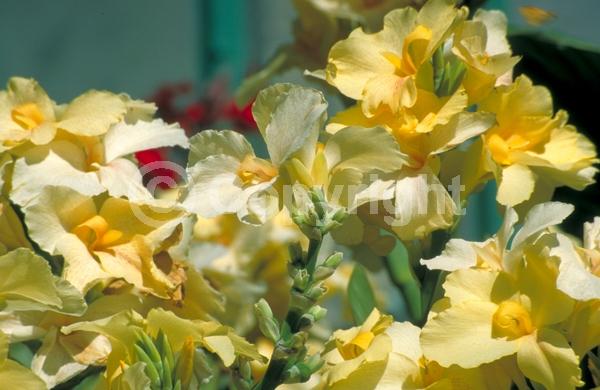 Yellow blooms; Deciduous