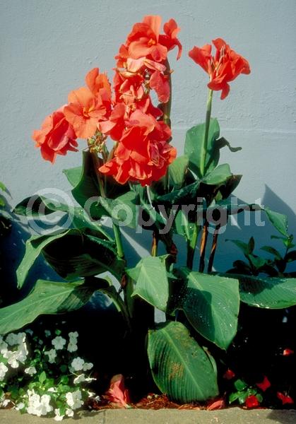 Red blooms; Orange blooms; Yellow blooms; White blooms; Pink blooms; Salmon blooms; Deciduous