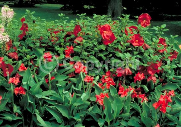 Red blooms; Orange blooms; Yellow blooms; White blooms; Pink blooms; Salmon blooms; Deciduous