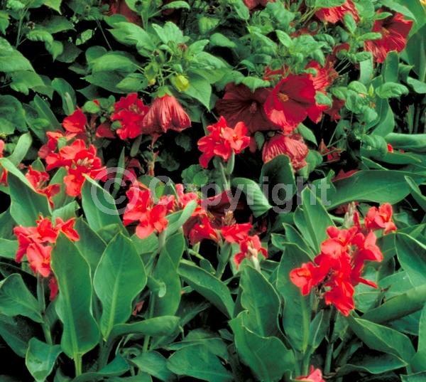 Red blooms; Orange blooms; Yellow blooms; White blooms; Pink blooms; Salmon blooms; Deciduous