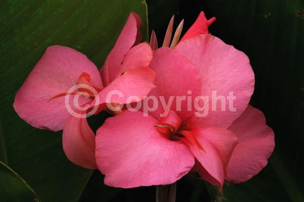 Red blooms; Orange blooms; Yellow blooms; White blooms; Pink blooms; Salmon blooms; Deciduous