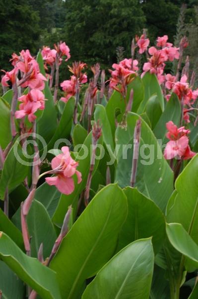 Red blooms; Orange blooms; Yellow blooms; White blooms; Pink blooms; Salmon blooms; Deciduous