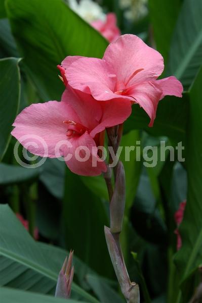 Red blooms; Orange blooms; Yellow blooms; White blooms; Pink blooms; Salmon blooms; Deciduous