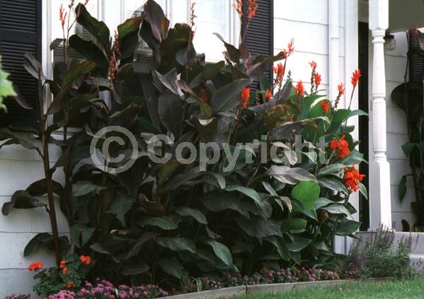 Red blooms; Orange blooms; Yellow blooms; White blooms; Pink blooms; Salmon blooms; Deciduous