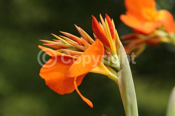 Red blooms; Orange blooms; Yellow blooms; White blooms; Pink blooms; Salmon blooms; Deciduous
