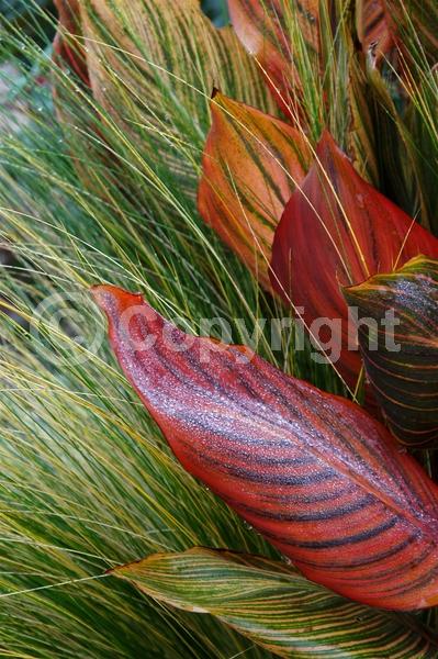 Orange blooms; Deciduous