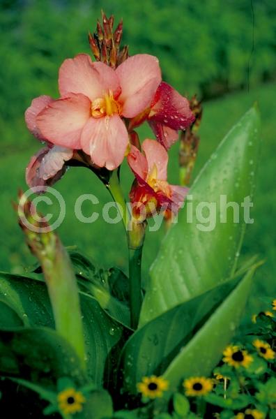 Pink blooms; Deciduous