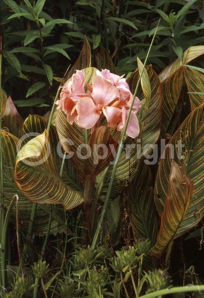 Orange blooms; Deciduous