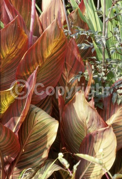 Orange blooms; Deciduous