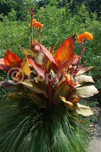 Orange blooms; Deciduous