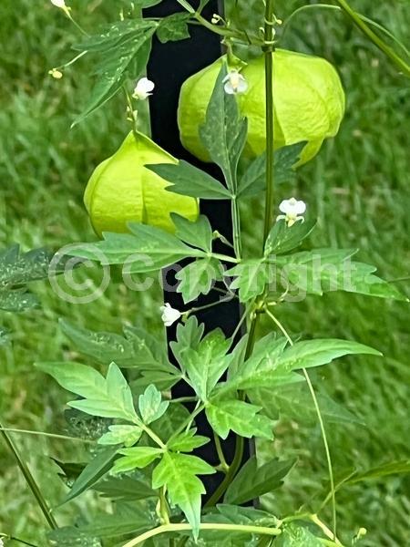 White blooms; Green blooms; Evergreen; Broadleaf; North American Native