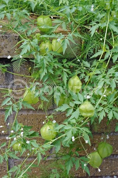 White blooms; Green blooms; Evergreen; Broadleaf; North American Native