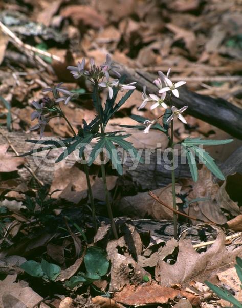 Pink blooms; Lavender blooms; North American Native