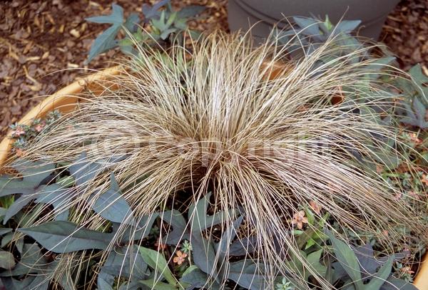 Unknown blooms; Deciduous