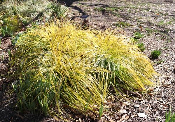 Brown blooms; Evergreen
