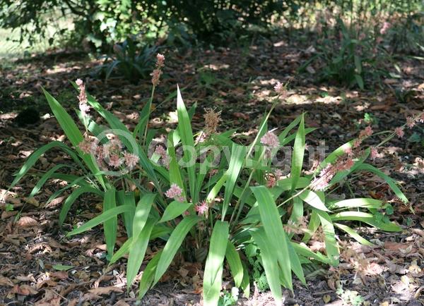 Pink blooms; Semi-evergreen