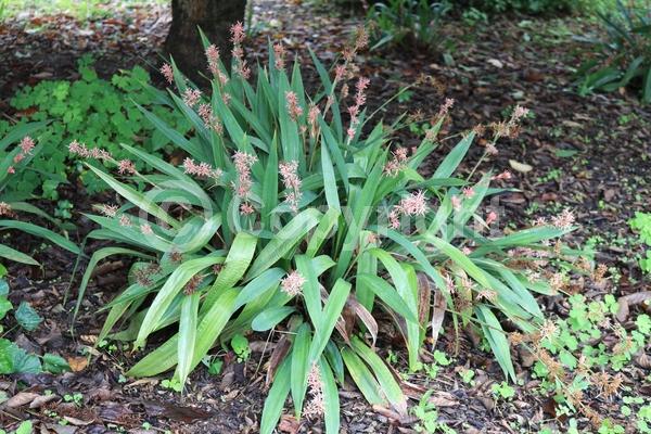 Pink blooms; Semi-evergreen