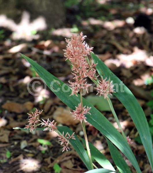 Pink blooms; Semi-evergreen