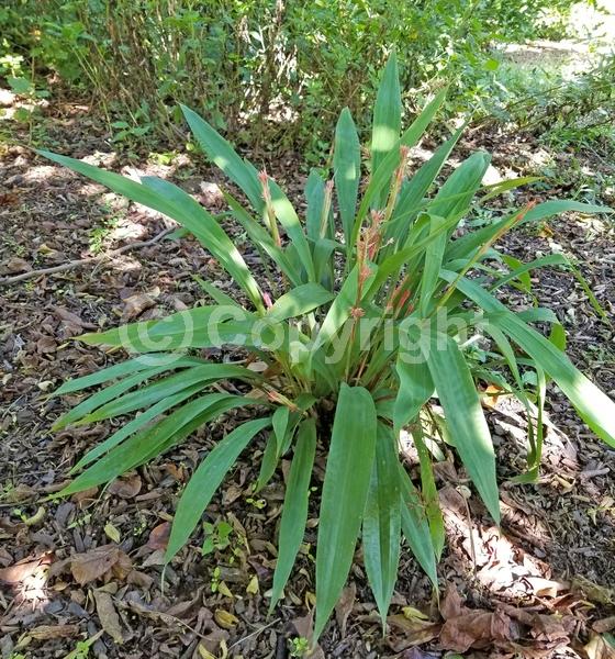 Pink blooms; Semi-evergreen