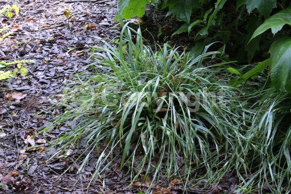 Evergreen; North American Native